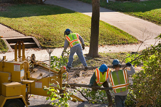 Madera Acres, CA Tree Services Company
